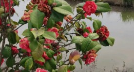 巴塞罗那B队绝杀圣安德鲁：15年宿敌重逢精彩对决